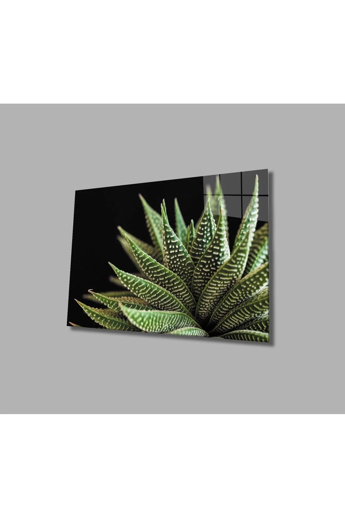 Siyah Arka Fon Aleovera Çiçek 4mm Dayanıklı Cam Tablo Temperli Cam, Black Background Aloe Vera Flowe