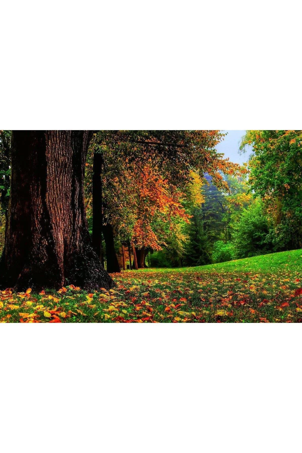 Doğa Cam Tablo 4mm Dayanıklı Temperli Cam - BYCAGRİ Görsel 2