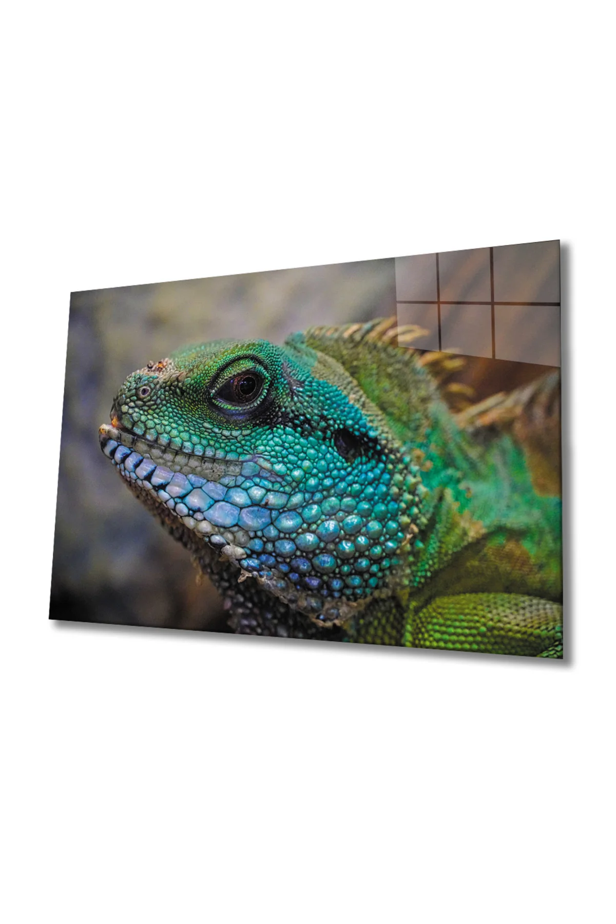 İguana Cam Tablo