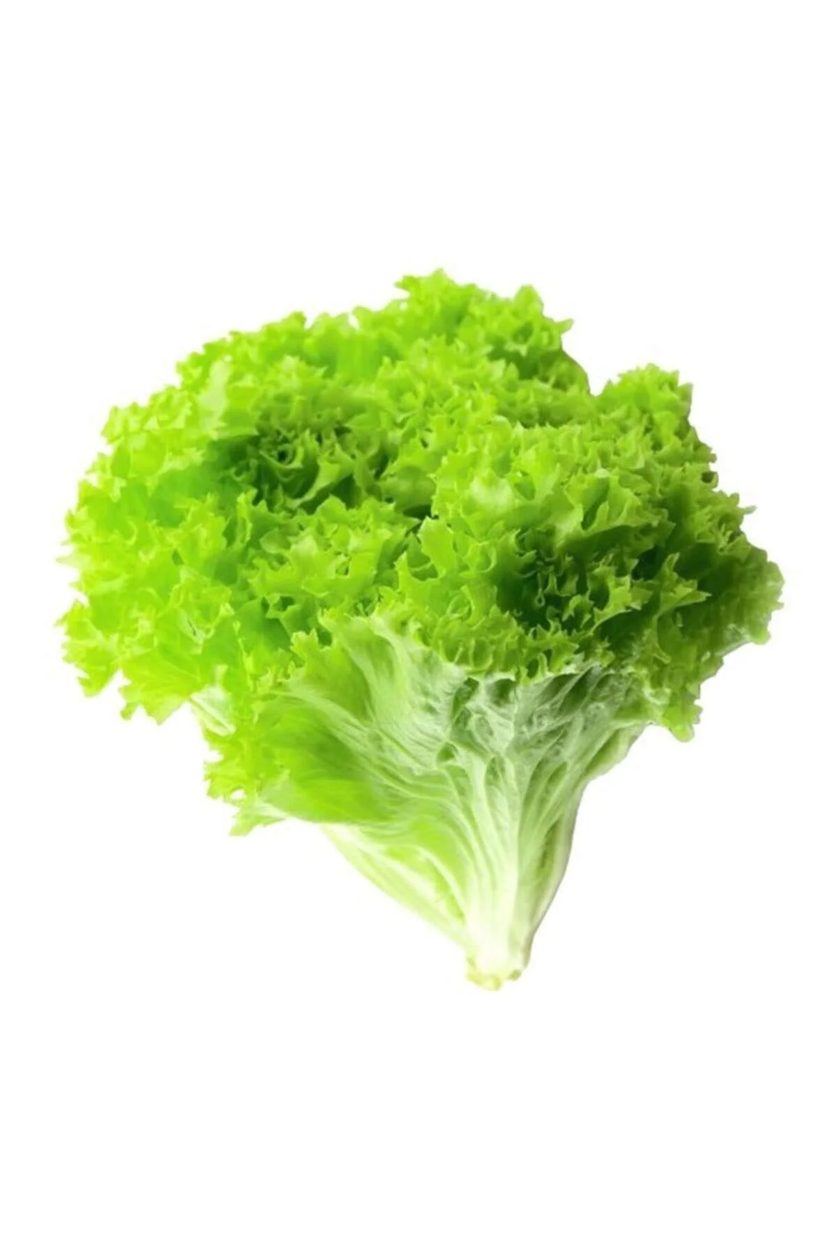 Yazlık Kıvırcık Marul Tohumu 10 Gr - Just Cheap Store Görsel 5