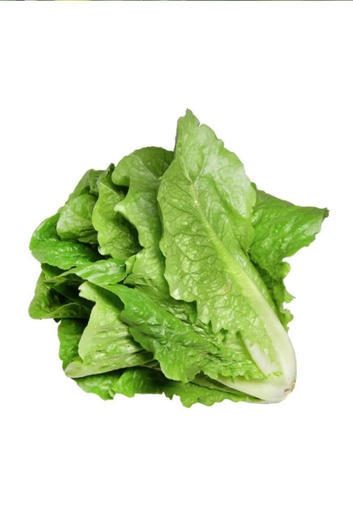 Yedikule Marul Tohumu 10 Gr - Just Cheap Store Görsel 2