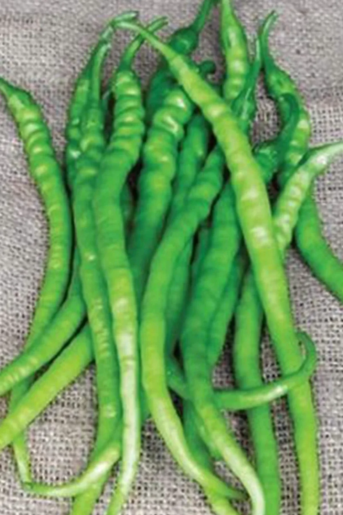 Acı Kıl Biber Tohumu 10 Gr - Just Cheap Store Görsel 5