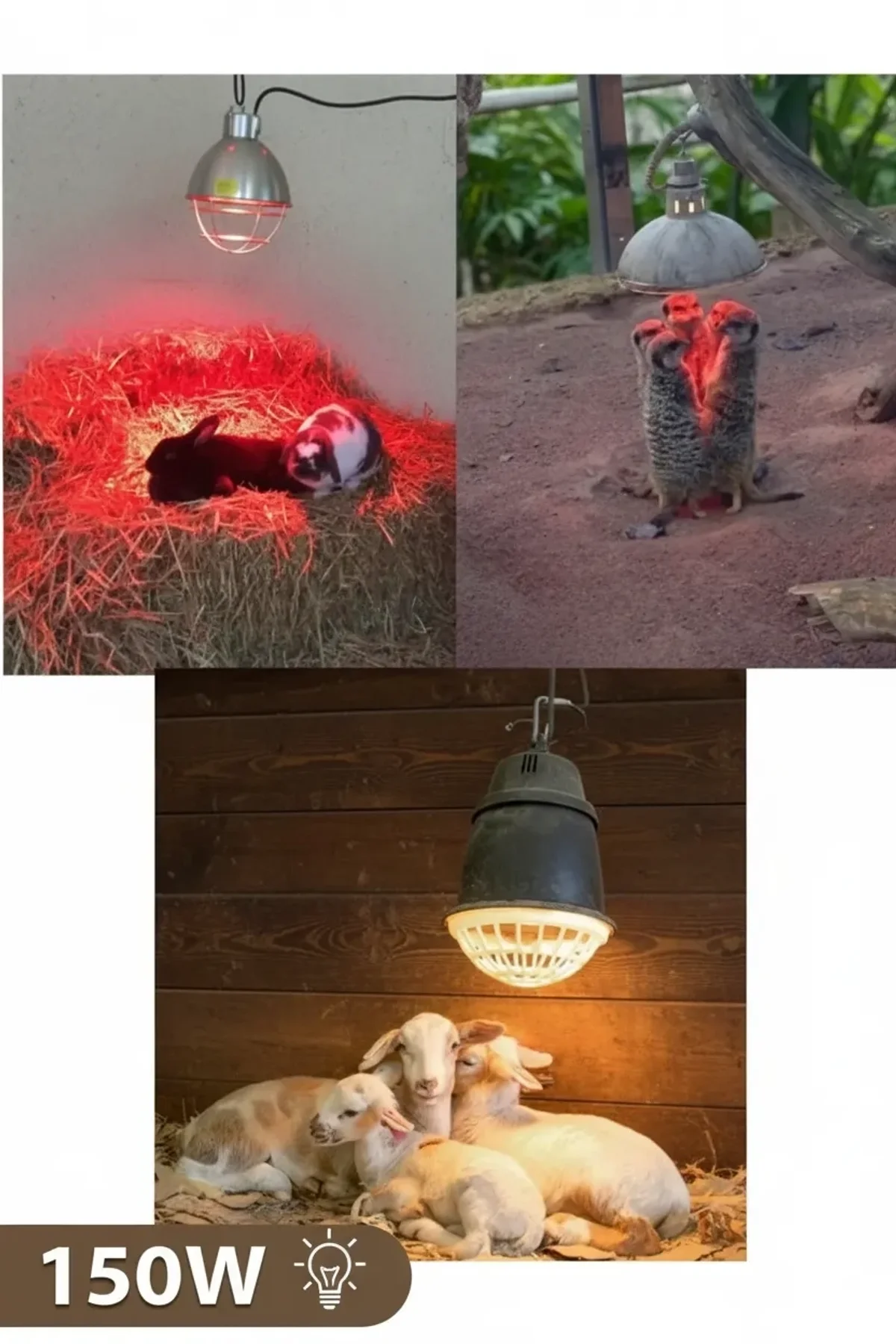 150w Kızılötesi (infrared) Isıtıcılı Hayvan Isıtma Ve Kuluçka Lambası (kırmızı Işık) E27 (kalın Duy) - Just Cheap Store Görsel 4