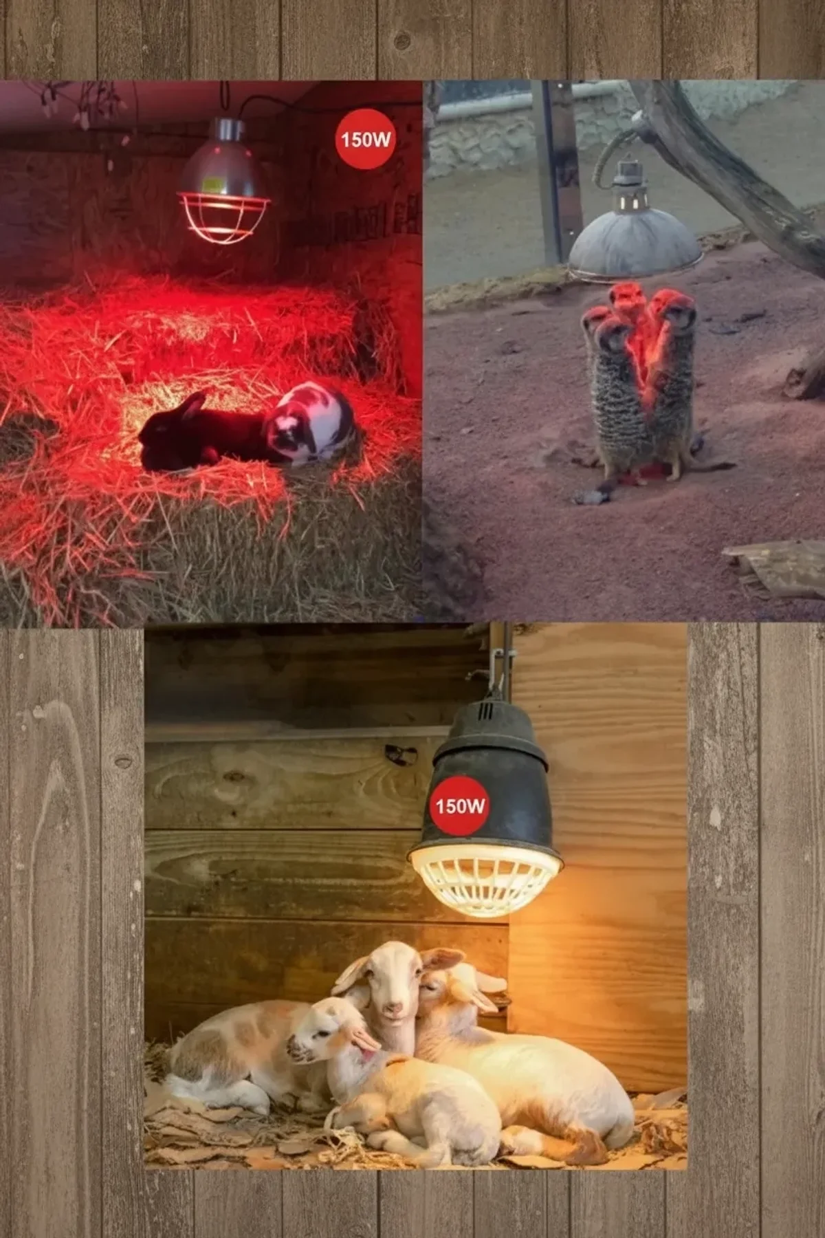 (6 Adet) 150w Kızılötesi Isıtıcılı Hayvan Isıtma Ve Kuluçka Lambası (kırmızı Işık) E27 (kalın Duy) - Just Cheap Store Görsel 2