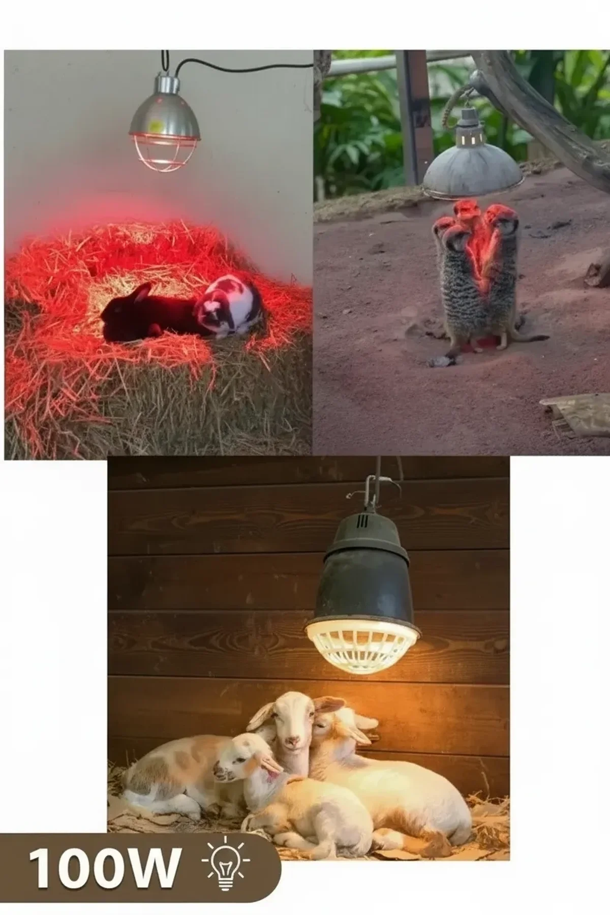 100w Kızılötesi (infrared) Isıtıcılı Hayvan Isıtma Ve Kuluçka Lambası (kırmızı Işık) E27 (kalın Duy) - Just Cheap Store Görsel 4
