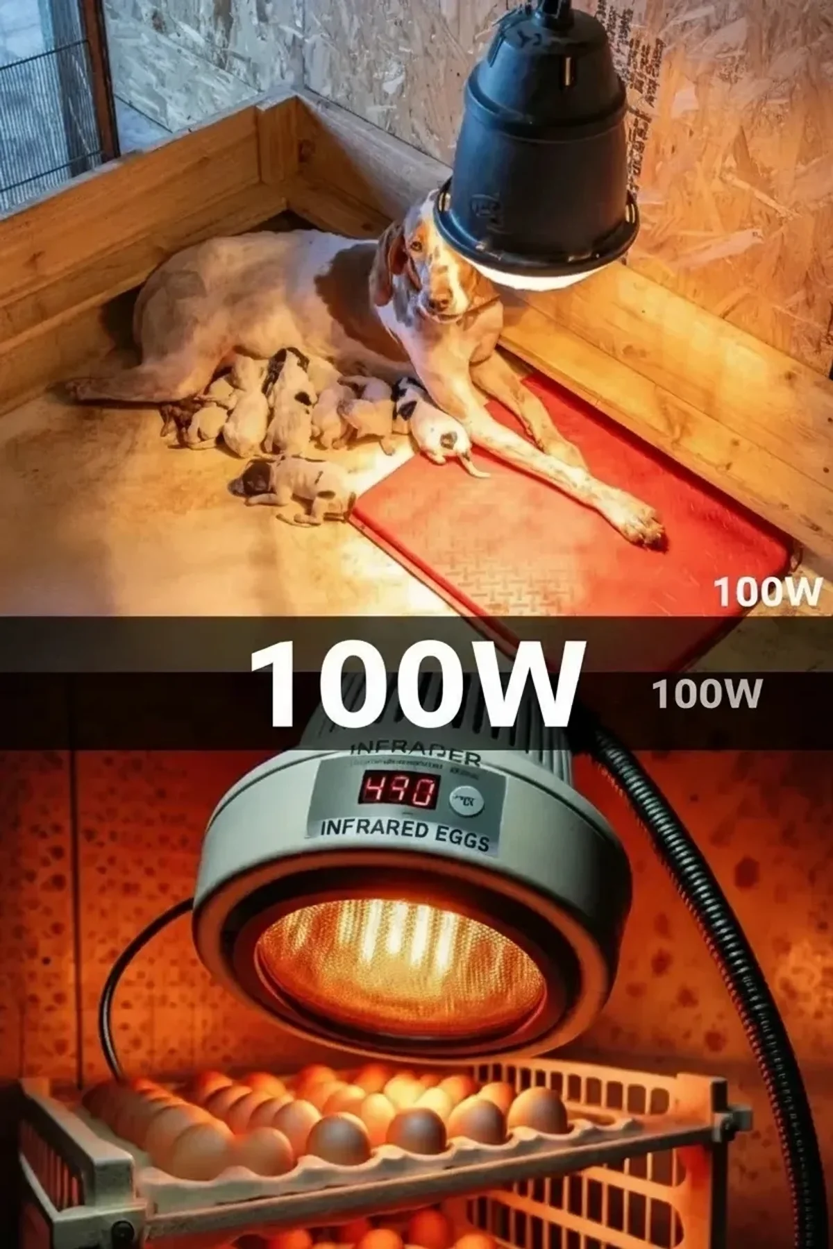 100w Kızılötesi (infrared) Isıtıcılı Hayvan Isıtma Ve Kuluçka Lambası (kırmızı Işık) E27 (kalın Duy) - Just Cheap Store Görsel 2