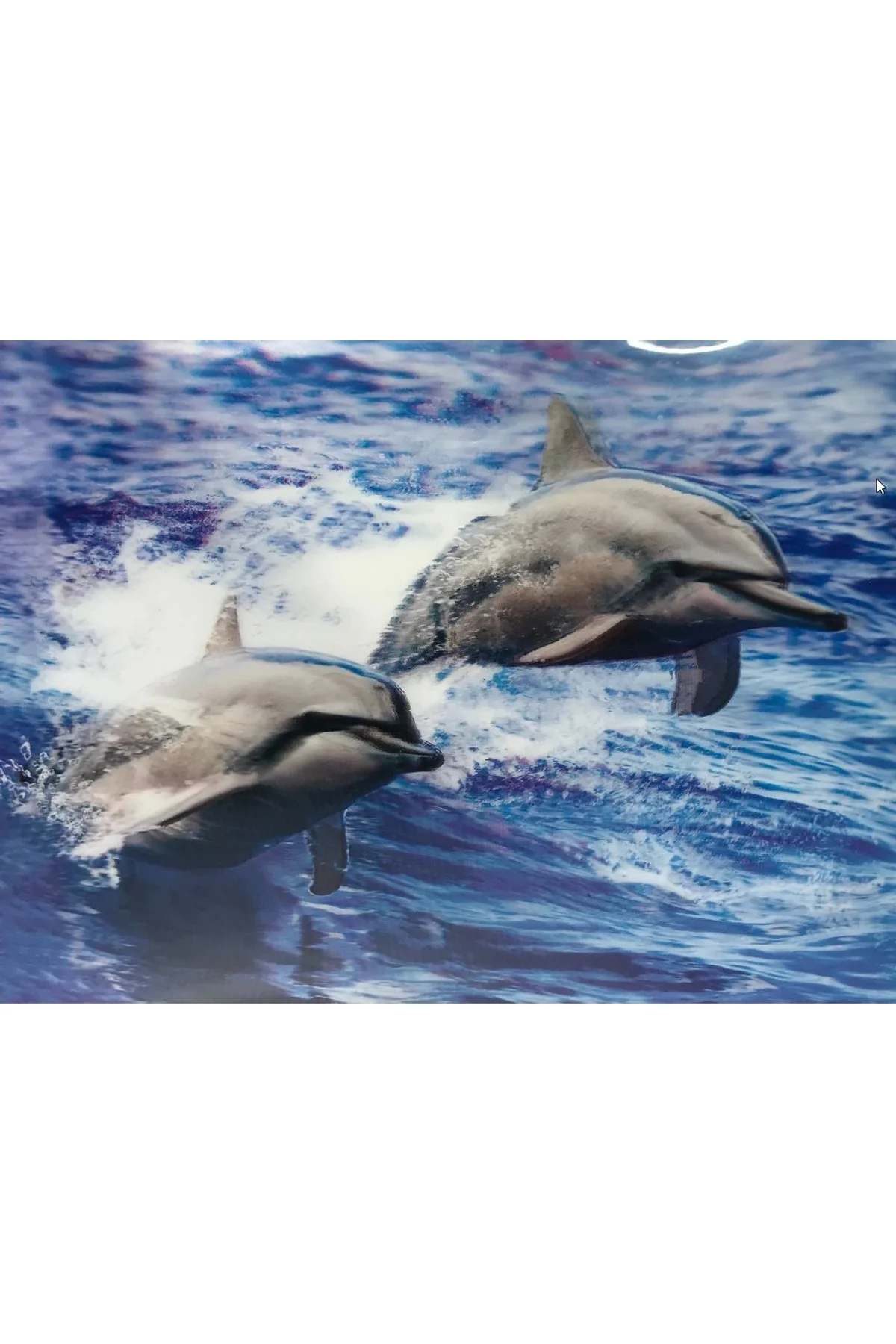 3 Boyutlu Resim Sevimli Yunuslar İkili Yunus Resmi Tablosu 30x40 Cm