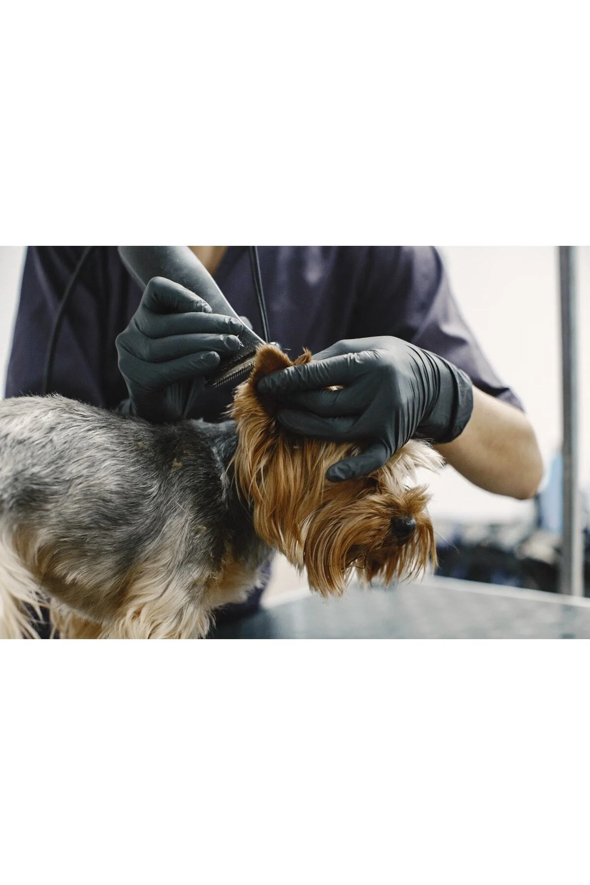Kedi Köpek Şarjlı Tıraş Makinesi Y5 Profesyonel Pet Tıraş Makinesi - pazariz Görsel 3