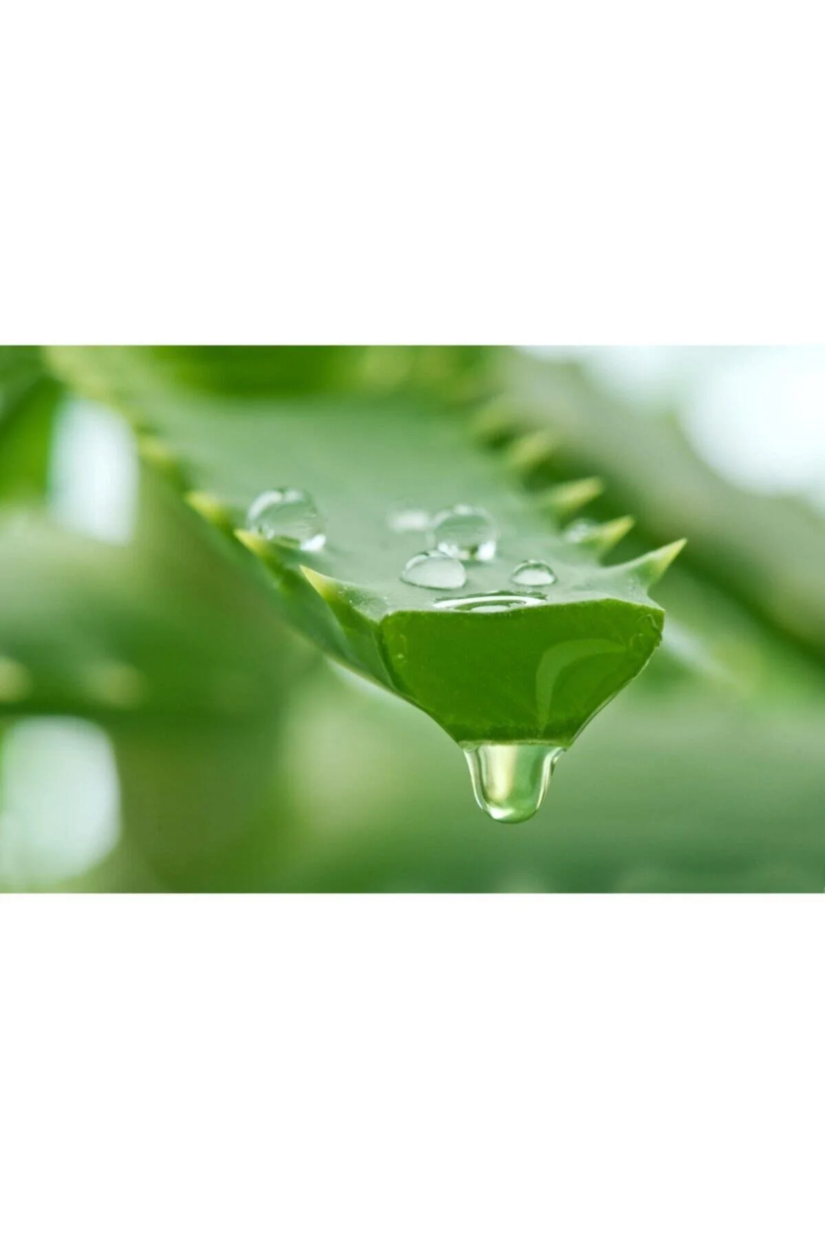 Organik Aloe Vera Jel %99 270 Ml - pazariz Görsel 2