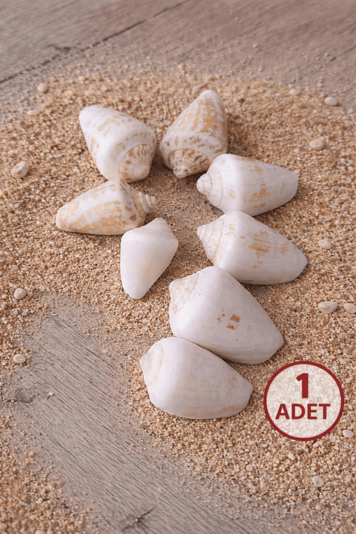 Strombus (Conch) Deniz Kabuğu Karışık Boy | Doğal Dekoratif Kabuk Seti - iDekor Görsel 4