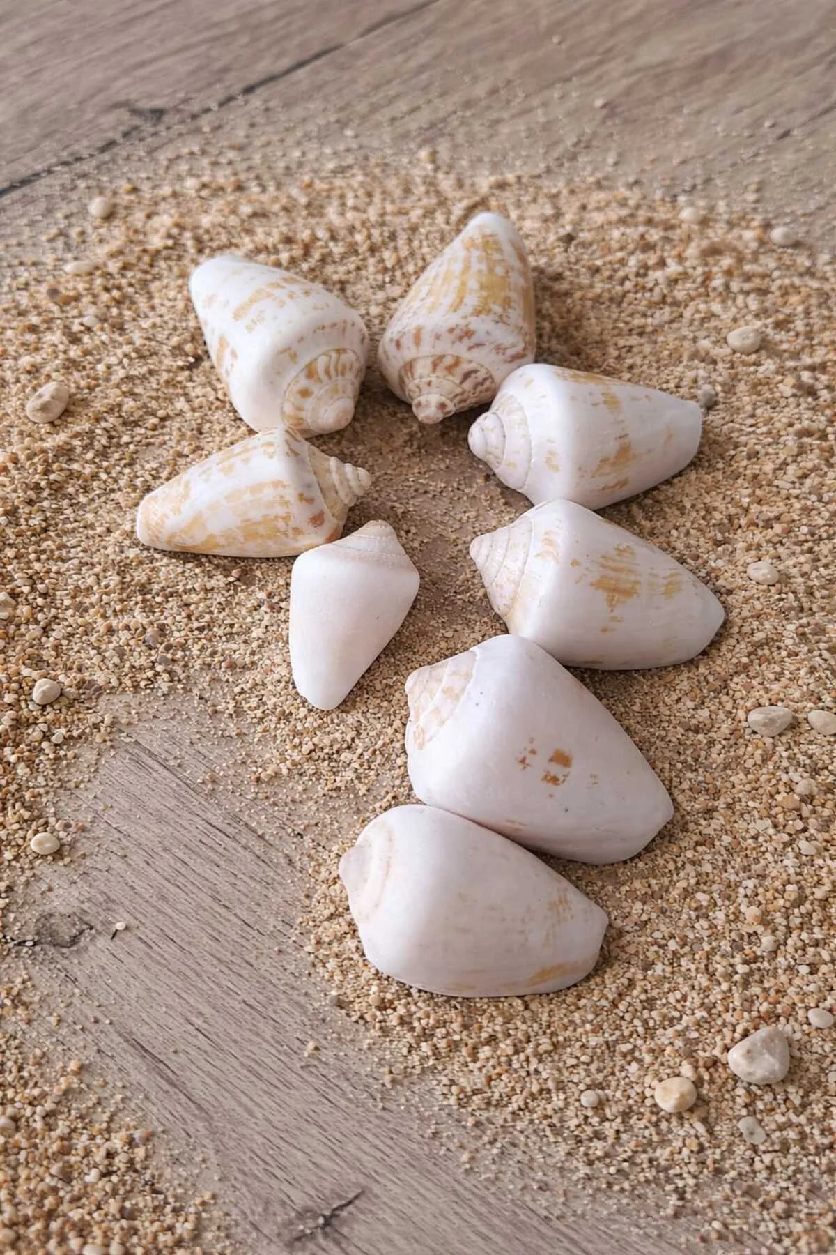 Strombus (Conch) Deniz Kabuğu Karışık Boy | Doğal Dekoratif Kabuk Seti - iDekor Görsel 2