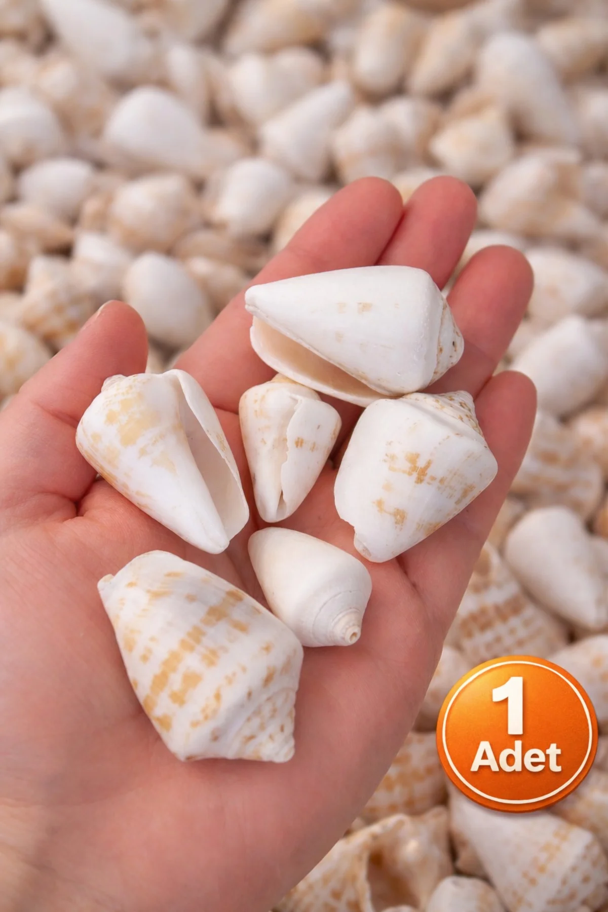 Strombus (Conch) Deniz Kabuğu Karışık Boy | Doğal Dekoratif Kabuk Seti