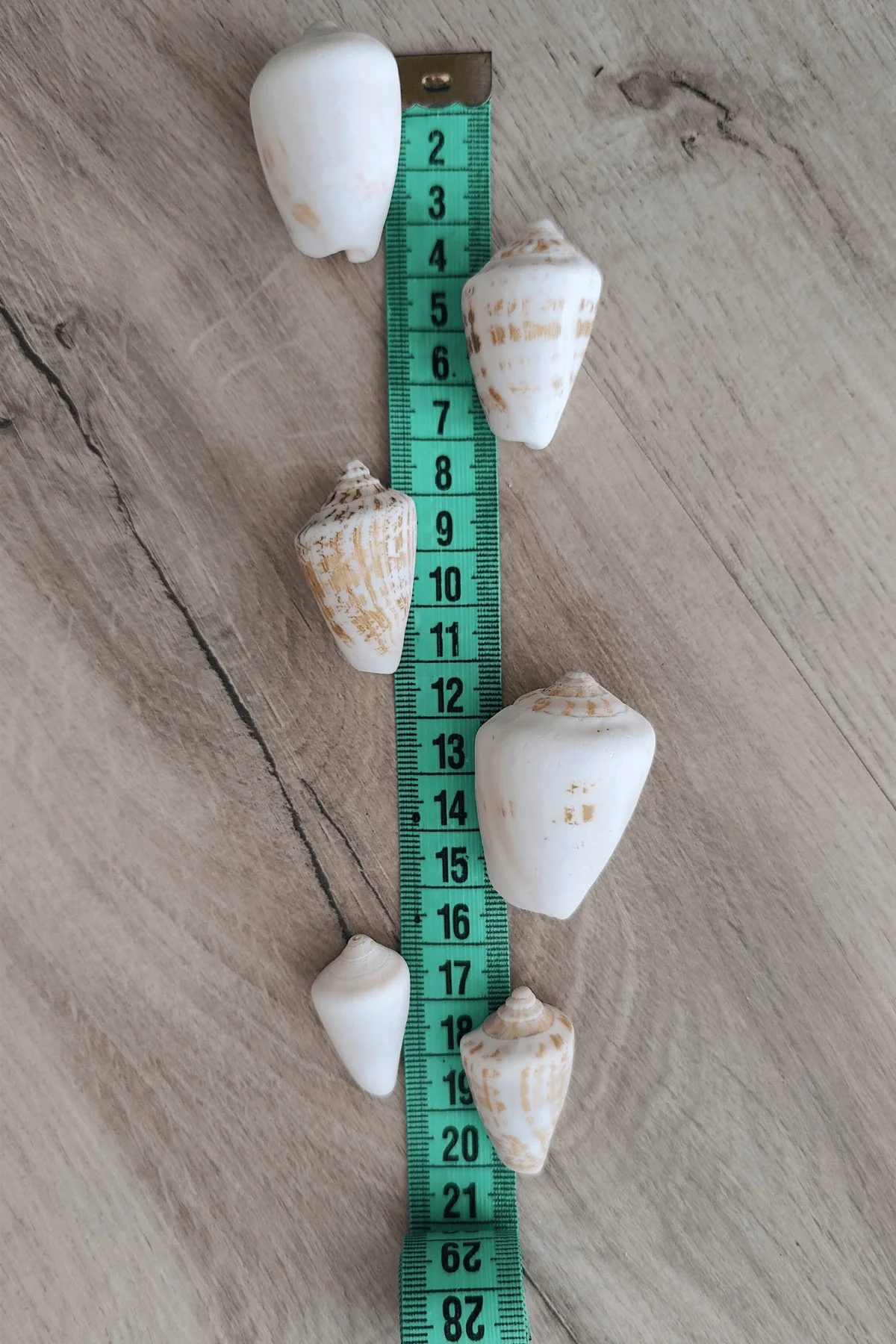 Strombus (Conch) Deniz Kabuğu Karışık Boy | Doğal Dekoratif Kabuk Seti - iDekor Görsel 3